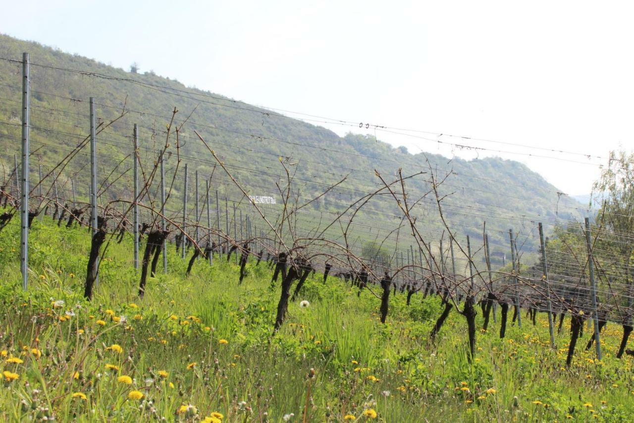 Weingut Kloster Pforta